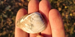 Truncilla truncata