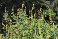 Crotalaria trichotoma