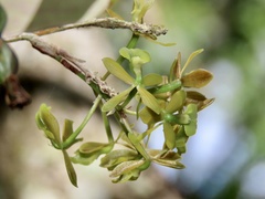 Epidendrum amphistomum