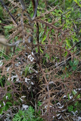 Echinops ritro ruthenicus