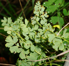 Thalictrum minus