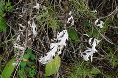 Echinops ritro ruthenicus
