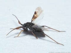 Spanagonicus albofasciatus