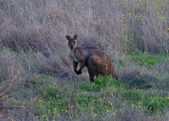 Osphranter robustus robustus
