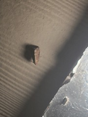 Elaphria fuscimacula