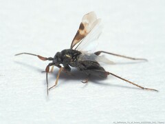 Spanagonicus albofasciatus