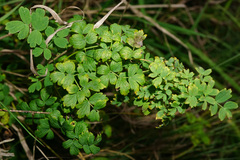 Thalictrum minus