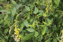 Crotalaria trichotoma