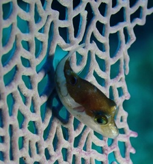 Canthigaster rostrata