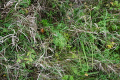 Thalictrum minus