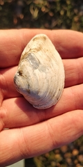 Truncilla truncata