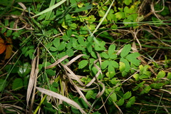 Thalictrum minus