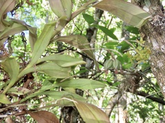 Epidendrum amphistomum