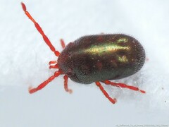 Balaustium