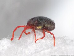 Balaustium