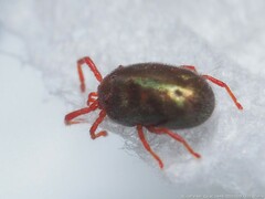 Balaustium