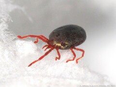 Balaustium