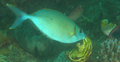 Siganus argenteus