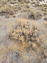 Tetradymia glabrata
