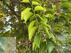 Aquilaria