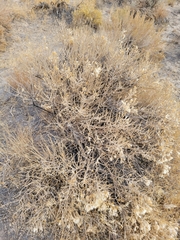 Tetradymia glabrata