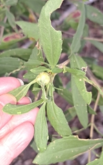 Neolasioptera lathami