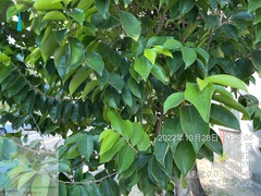 Aquilaria