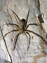 Heteropoda longipes
