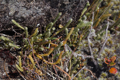 Kelleria dieffenbachii
