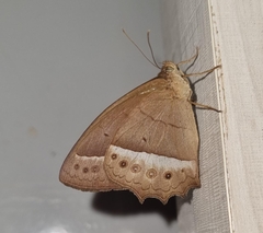 Taygetis sylvia