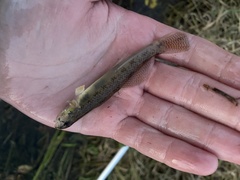 Etheostoma olmstedi