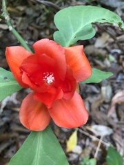 Leuenbergeria bleo
