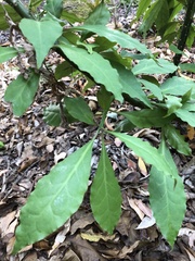 Leuenbergeria bleo