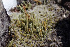 Kelleria dieffenbachii