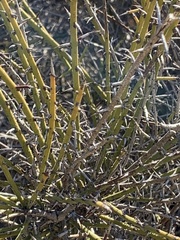 Adolphia californica