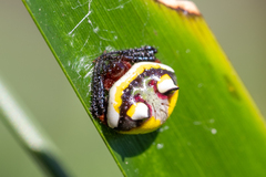 Poecilopachys australasia