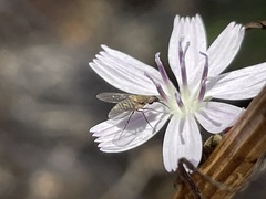 Mythicomyiidae