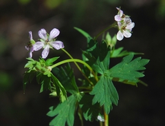 Geranium richardsonii