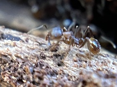 Aphaenogaster fulva