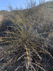 Adolphia californica