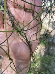 Cassytha pubescens