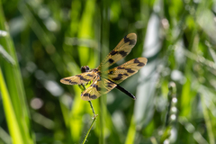 Rhyothemis graphiptera