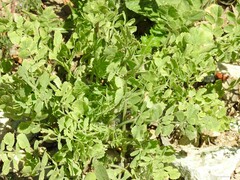 Pimpinella villosa