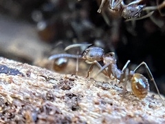Aphaenogaster fulva