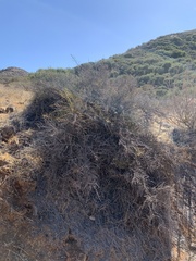 Adolphia californica