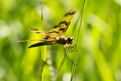 Rhyothemis graphiptera