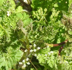 Anthriscus caucalis