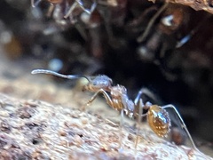 Aphaenogaster fulva