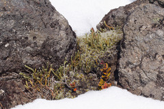 Kelleria dieffenbachii