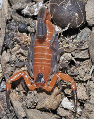 Heteroctenus junceus